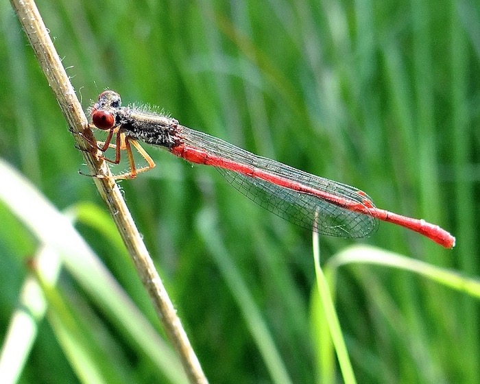 small red damselfly